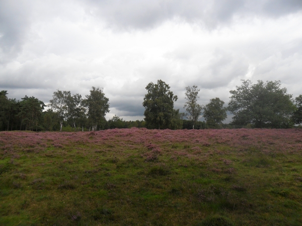 heide 2011 080