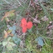heide 2011 081