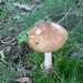 heide 2011 083