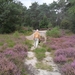 heide 2011 086