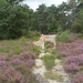 heide 2011 087