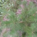 heide 2011 088