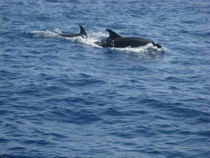 Madeira 2011 120