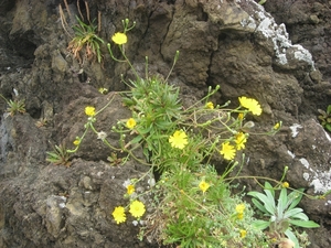 Madeira 2011 233