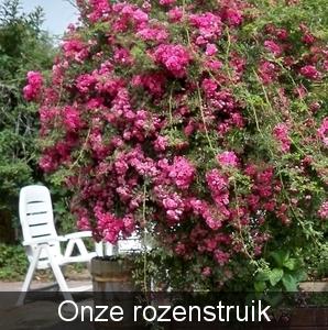 Kopie (2)  van Afbeelding 123