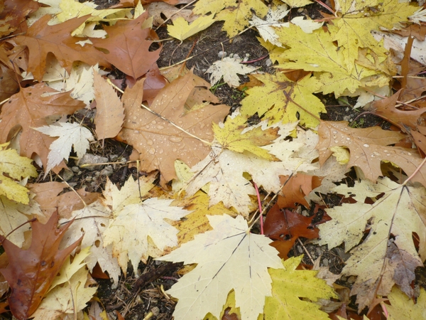 herfst