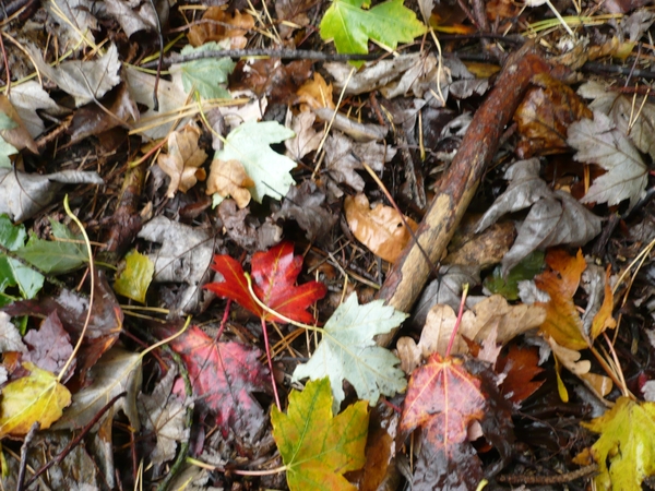 begin van de herfst