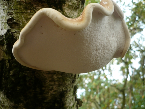 paddestoel