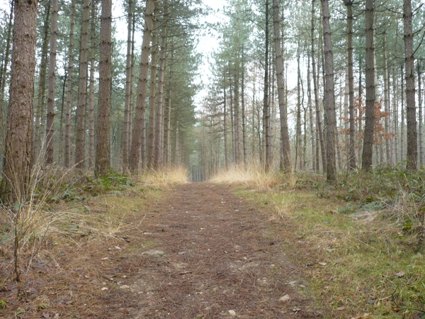 in het bos