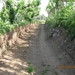 Camino Portugues 702