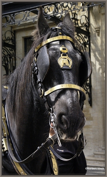 sized_sized_DSC31779a brussel -meiboom