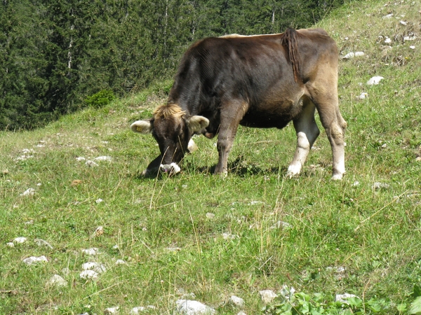 Oostenrijk 1-2011 087