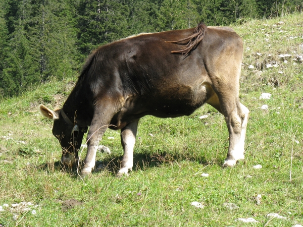Oostenrijk 1-2011 088