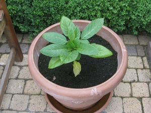 mijn Datura begin van het jaar 2011