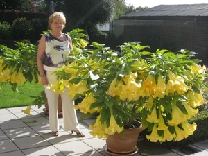 mijn Datura op 05/09/11-2