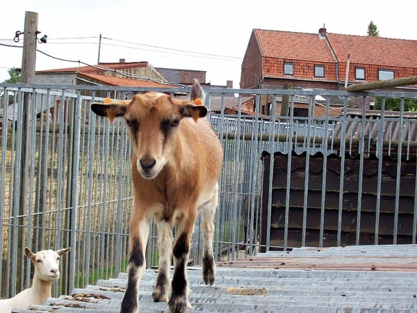 Poperinge - De Lovie 2008 018