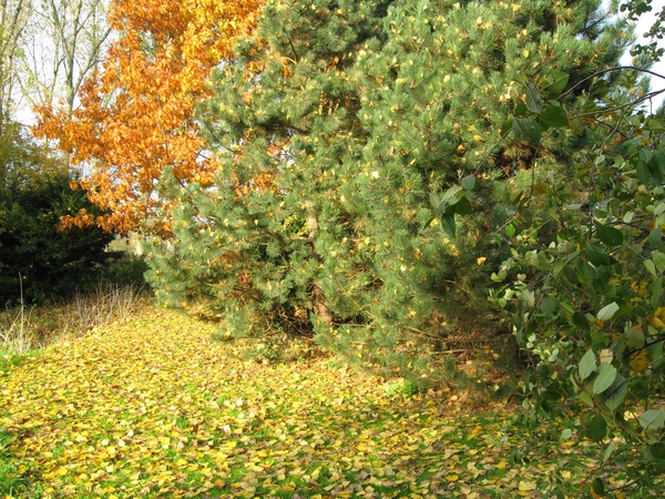 herfst kleuren 04