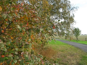 herfst kleuren 06