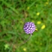 Blauwe knoop 01