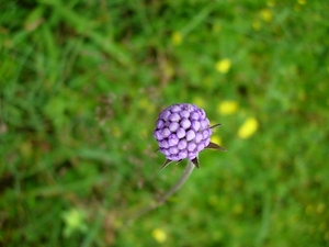 Blauwe knoop 01