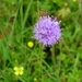 Blauwe knoop 02