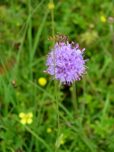 Blauwe knoop 02