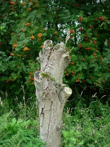 zegge 008