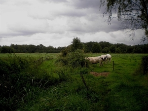 Schuw dik beest , steekt kop weg