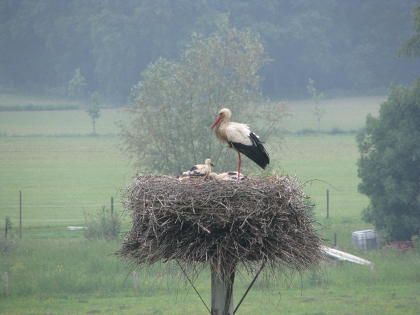 Ooievaars Fortmond