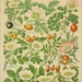 Thieme's flora in kleuren