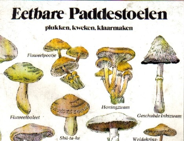 paddenstoelen