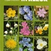 Elseviers bloemengids in kleur