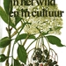 Struiken in het wild en in cultuur