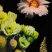 Kleurige cactussen in hun natuurlijke omgeving (v)