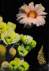 Kleurige cactussen in hun natuurlijke omgeving (v)