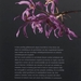 Orchideen, sublieme verleiders (v)