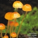 Basisboek paddenstoelen