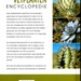 Gellustreerde vetplantenencyclopedie (v)