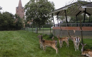 Land van muziek met herten
