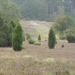 DSCN0866 Wacholderheide