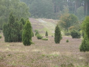 DSCN0866 Wacholderheide