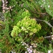 DSCN0875 Wacholderheide Heksenbezem op Struikhei