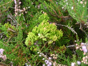 DSCN0875 Wacholderheide Heksenbezem op Struikhei