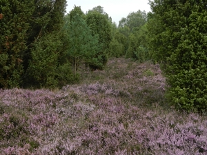 DSCN0878 Wacholderheide