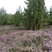 DSCN0879 Wacholderheide