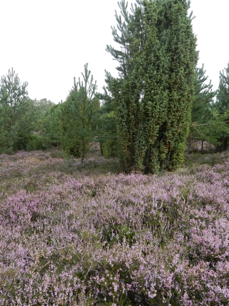 DSCN0879 Wacholderheide