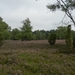 DSCN0896 Wacholderheide