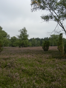 DSCN0896 Wacholderheide