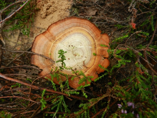 DSCN0901 Wacholderheide
