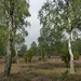 DSCN0908 Wacholderheide